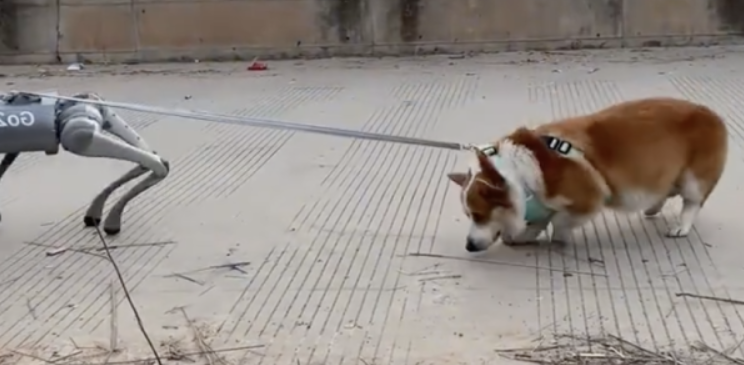 机器狗遛柯基：起步就较劲