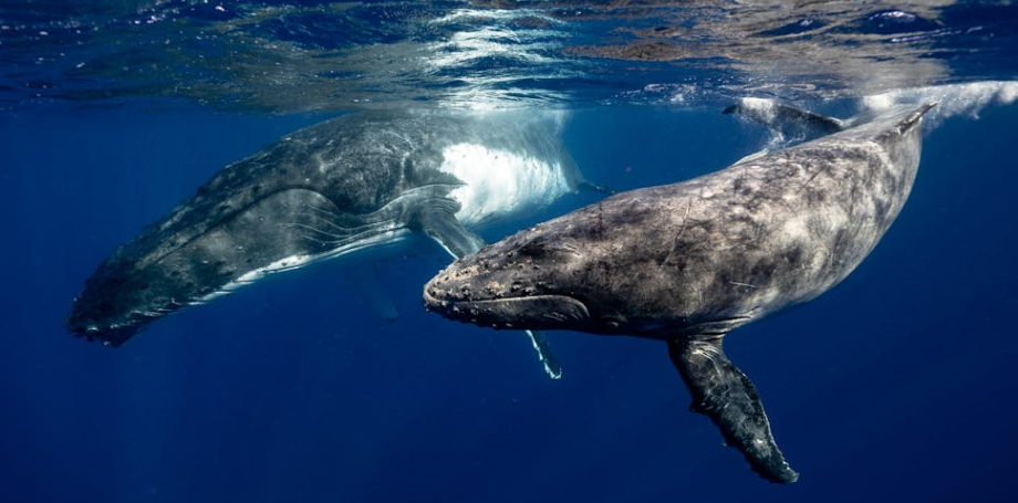 桑迪岛再发悲剧：23头领航鲸搁浅离世，孕鲸在内令人心碎