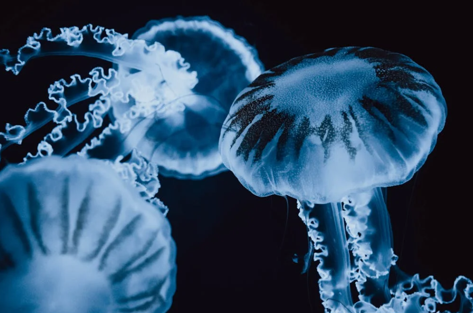 罕见！大量水母入侵致法国最大核电站停运