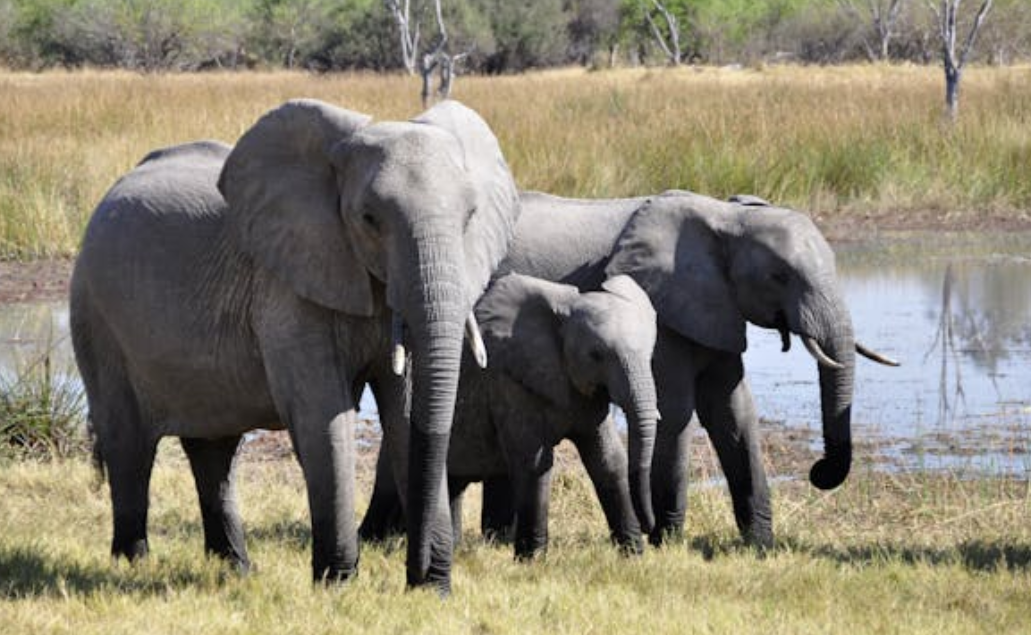 非洲象保护迎来好消息：数量稳步回升，多方努力见成效
