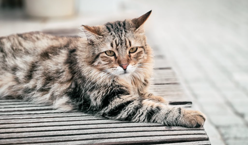 扬州急诊医生射流浪猫，已停职反省