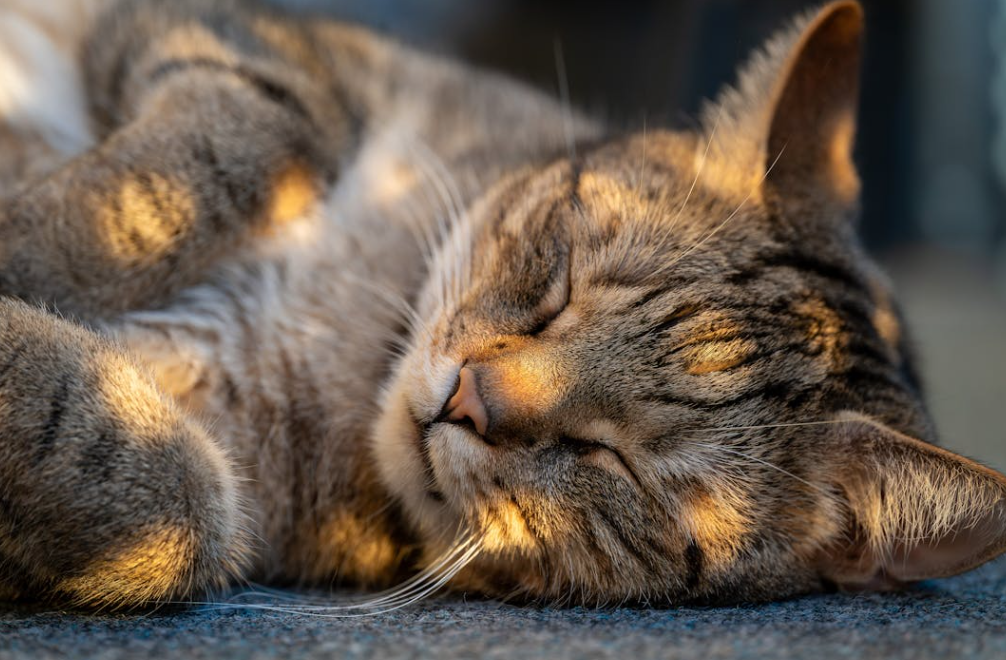 领养宠物设 “冷静期”，为责任加道锁
