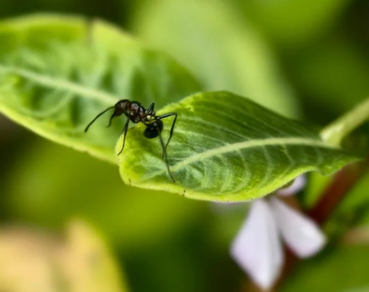 同祖不同路：蚂蚁为何舍弃翅膀，成了 “地面强者”？