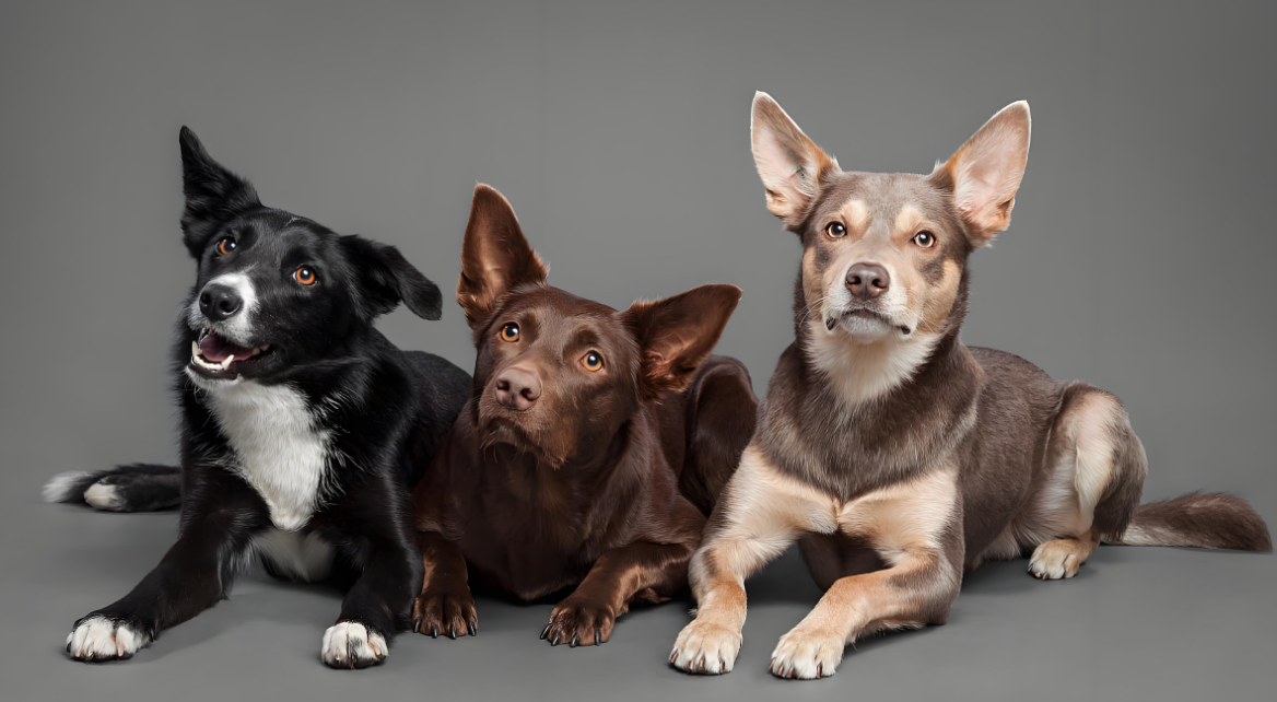 卡尔比犬：聪明好动的忠诚伙伴 —— 饲养攻略