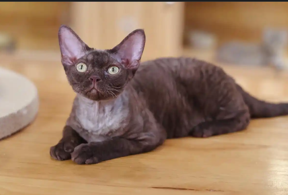 德文卷毛猫全攻略：从养护到性格的 “卷毛小天使” 指南！