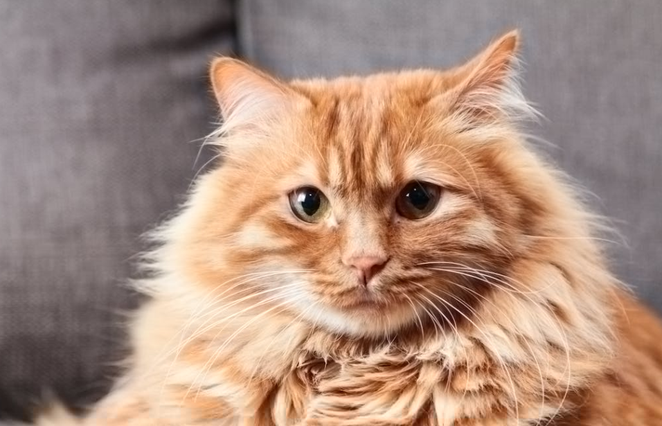 从拖拽到 “虐杀”：一只流浪猫背后的网络狂欢与真相博弈