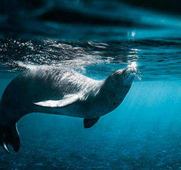 海豹的 “水下雷达”：胡须里的生存智慧