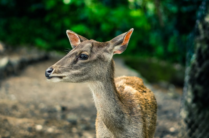 怀孕梅花鹿溜出牧场，杭州街头悠闲 “散步”