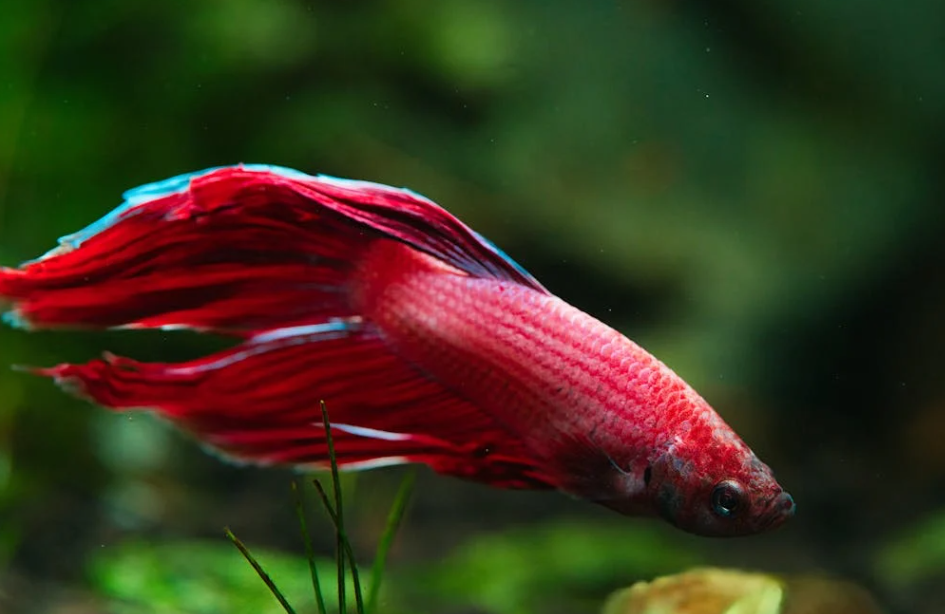 暖流跑偏致 “鱼搬家”：静冈海域季节鱼乱套