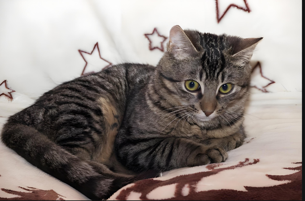 关于欧洲短毛猫的那些事：性格、养护及常见问题解答！