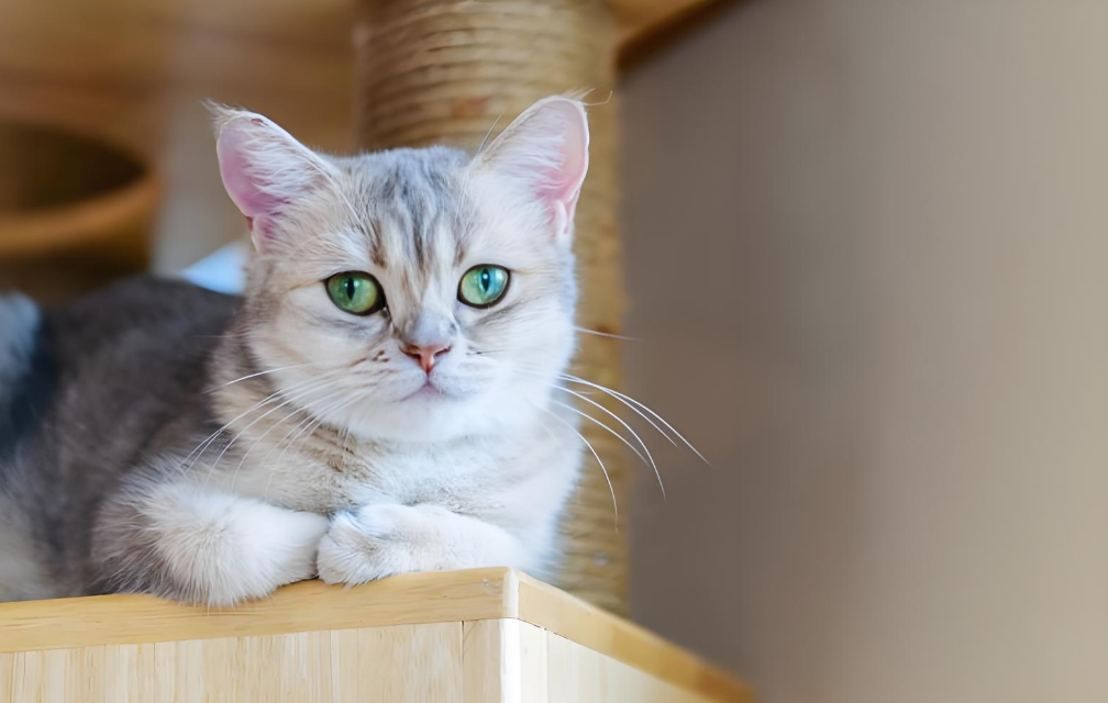 卷耳猫那些事：性格、养护与常见问题大揭秘