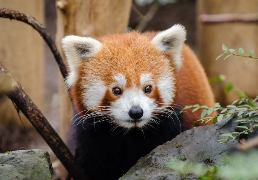 生物为何分公母？无性生殖明明更普遍