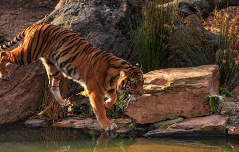 湖北恩施村民遇 “老虎” 袭击惊魂记：锄头护身脱险，全村盼调查结果