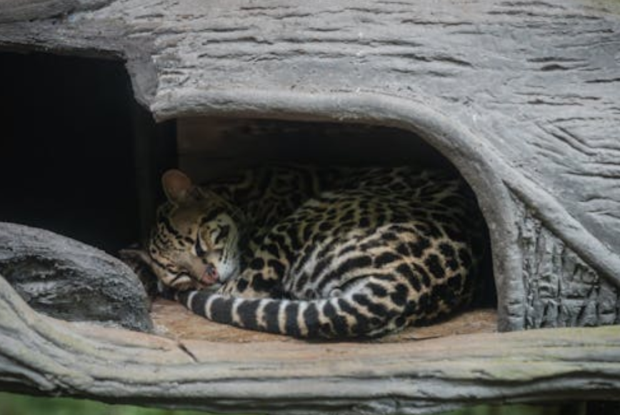 豹猫食盆旁虫子引争议 武汉动物园回应