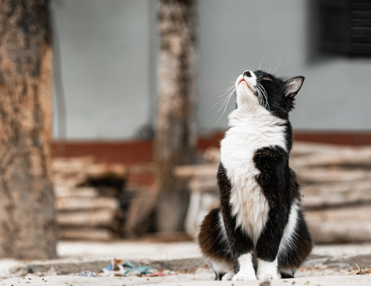 粗心主人遇 “捣蛋猫”，3 万金镯随垃圾被扔