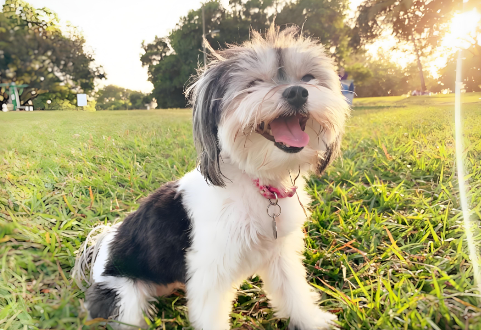 天呐！哈瓦普犬这小毛球也太惹人爱了吧！