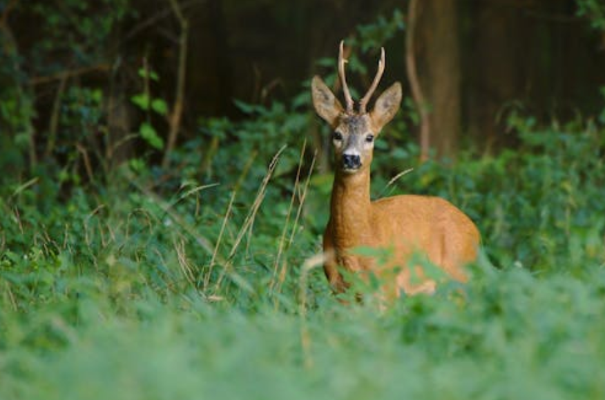 “变异鹿” 现身美国多州，原是常见病毒作祟，并非真变异