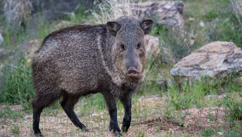 狩猎误射同伴酿悲剧，被告人一审被判缓刑
