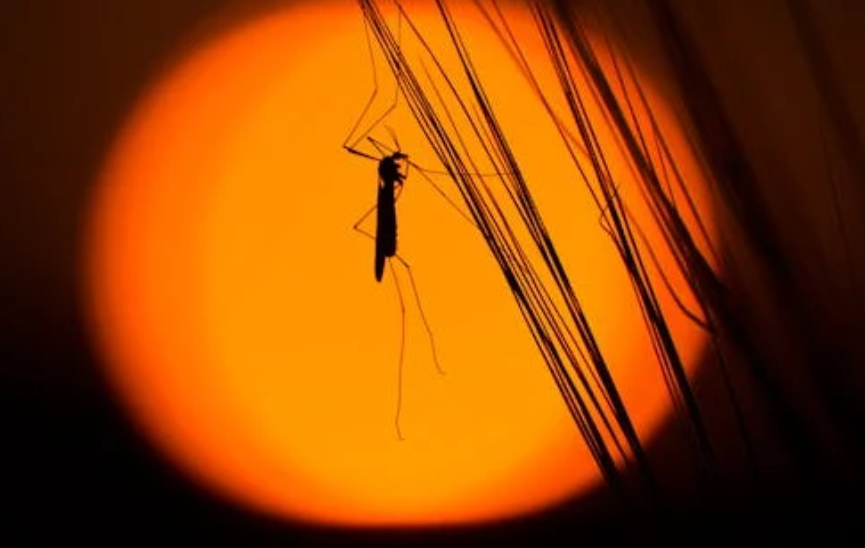 蚊子停在天花板上与墙壁上的能耗对比：从附着机制看真相