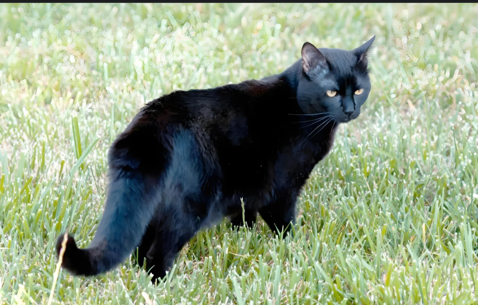 迷你 “黑豹” 孟买猫：黏人又好养的小黑猫指南！