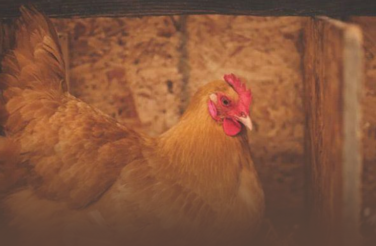 母鸡孵蛋那些事儿​