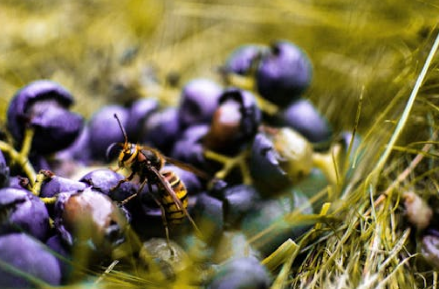 八旬老人捅马蜂窝被蜇 100 多针丧命！遇到马蜂，这些事绝对不能做！