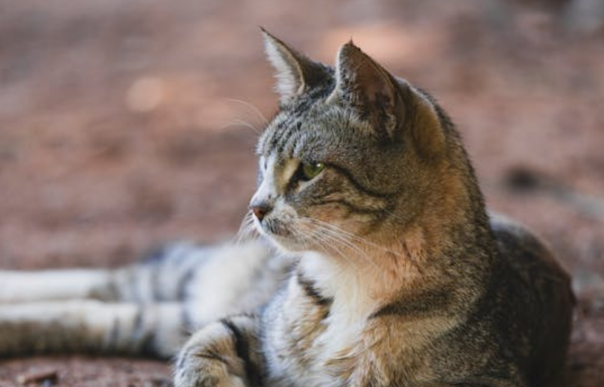 老人和流浪猫同一天走了，就差 1 小时！这份感情看哭好多人