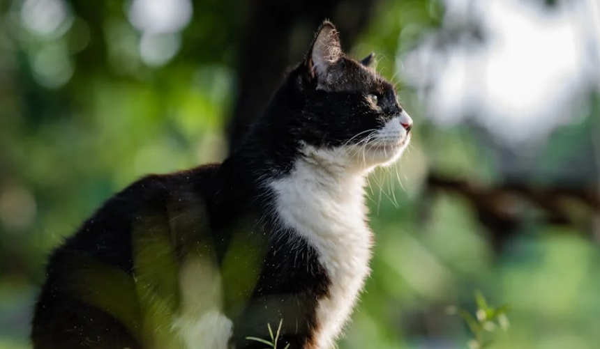 流浪猫误闯西宁动物园虎园被咬死，园方回应来了