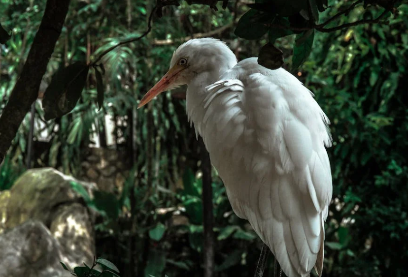 “迈巴鹤” 横空出世！白鹭搭车留纪念，珠海生态好才引珍禽来