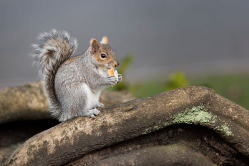 野生动物尸体藏动物园冰柜 背后原因引关注