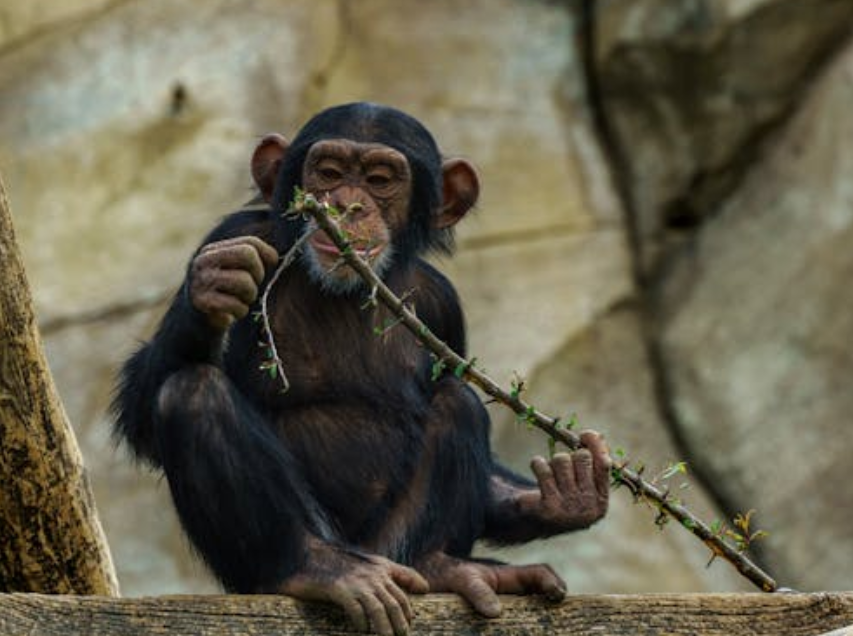青海游客拍长隆：黑猩猩打鸟，同伴暖心劝架，鸟儿已送医救治