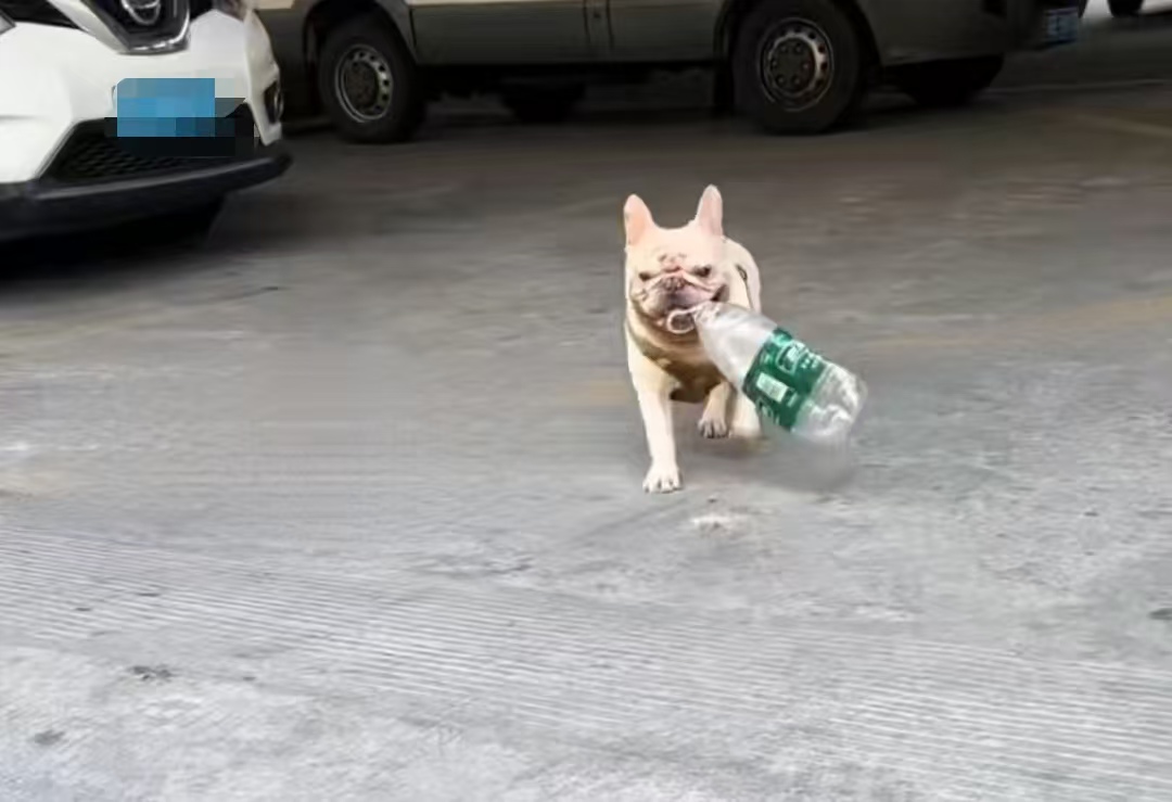 从 “流浪瓶” 到 “万元户”！广州这只斗牛犬，靠爪子实现 “财富自由”