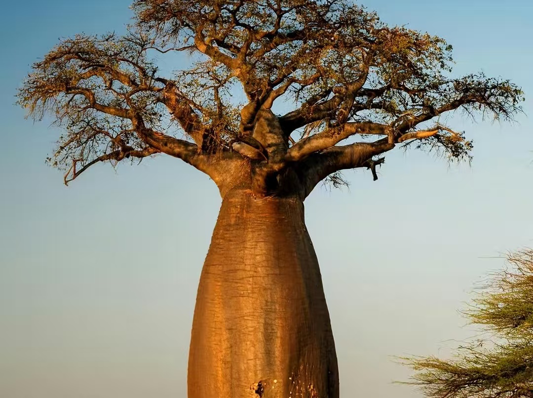非洲 “生命之树” 落户湛江：十八年培育，树粗三人抱、果子比原产地大