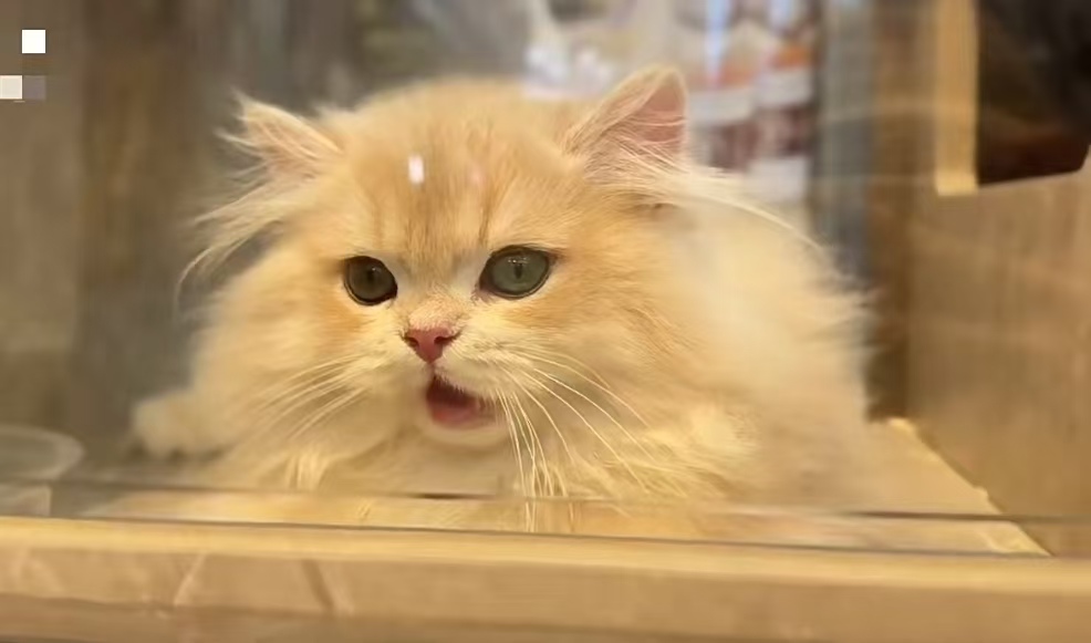 7 分钟 24 万！这只小猫凭什么刷新拍卖纪录？