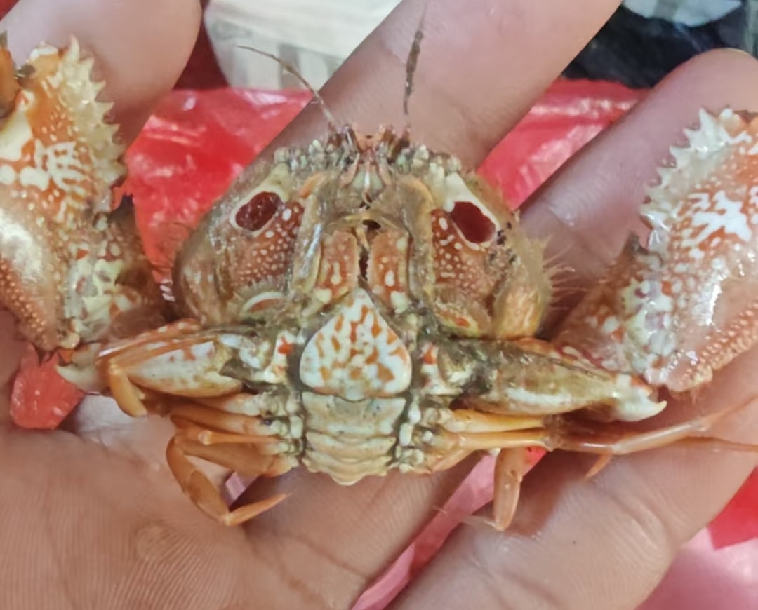 凭 “火眼金睛” 挑蟹，兴化验蟹师一季狂赚 30 万？