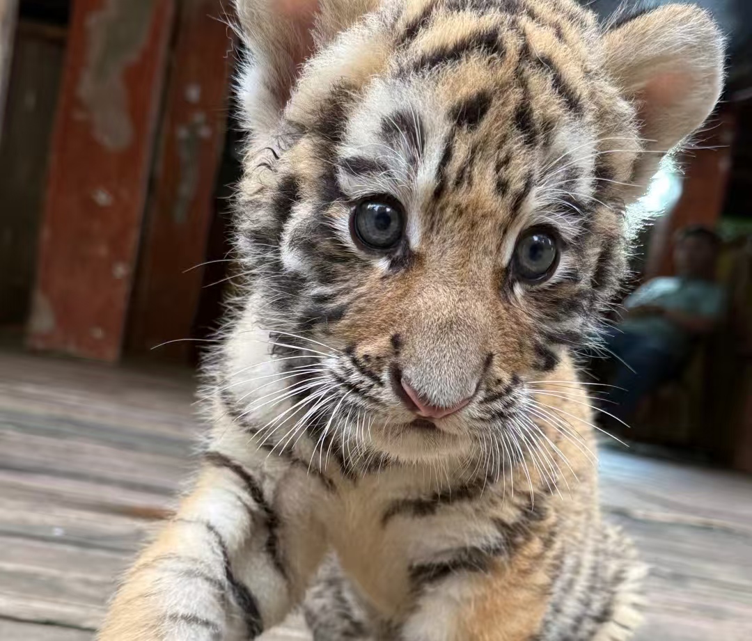 “萌虎” 变 “猛虎”？7 岁娃动物园互动被咬，园方一句 “不清楚” 引众热议