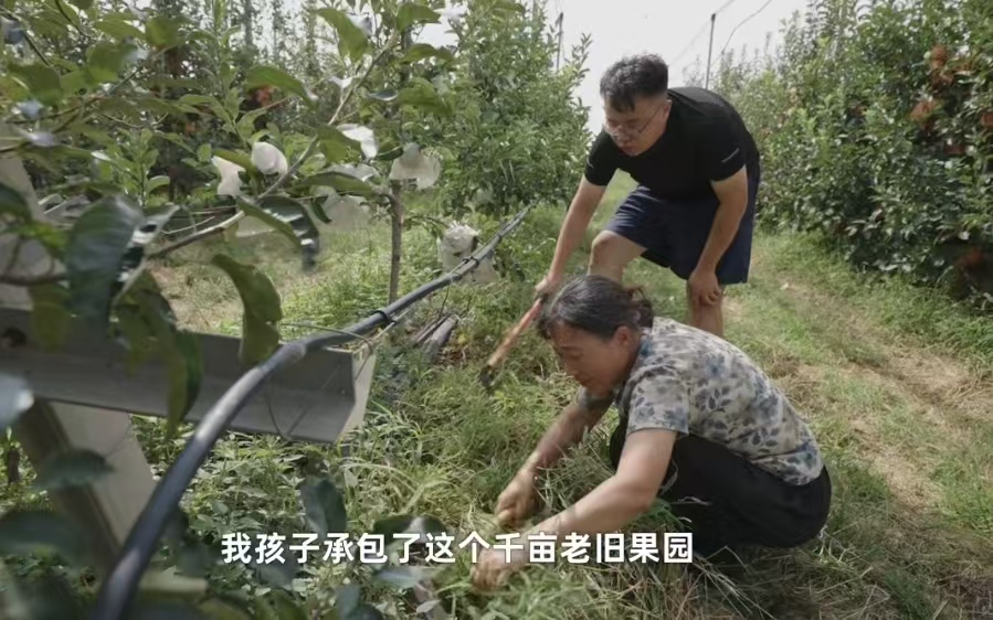 57 岁退休英语老师 “跨界”！英文直播卖烟台滞销苹果，万斤果实全卖空还带火产区