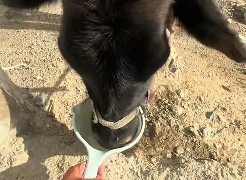 长沙 00 后新疆找矿记：喂牛视频意外走红，每天与牛羊为伴