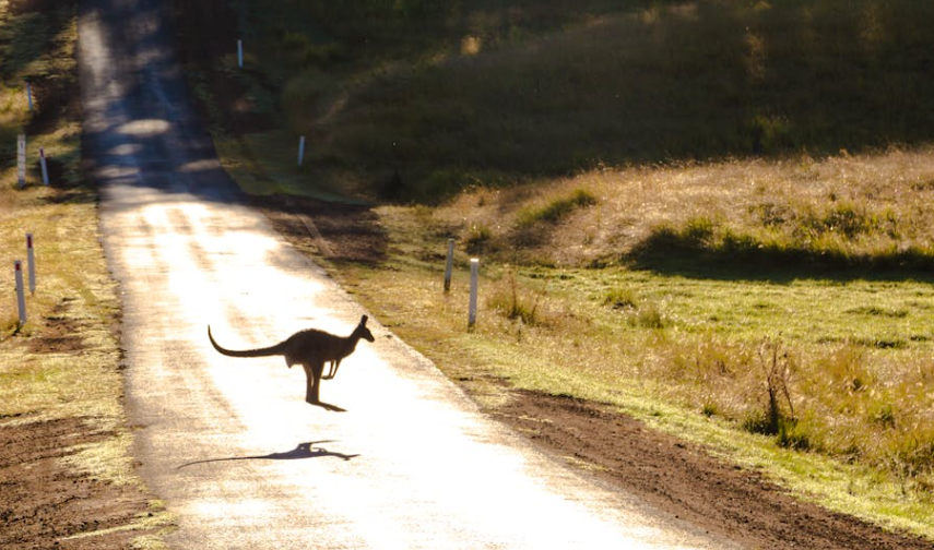 澳大利亚袋鼠：没你想的那么温顺，还有个 “单挑猎人” 成了 “英雄”