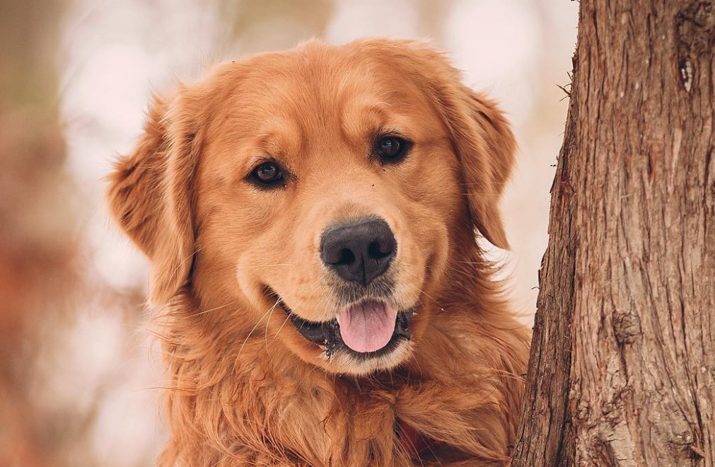 万物有灵！住院主人忘收芝麻，金毛叼雨布遮盖尽显深情
