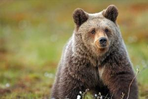 西藏边坝县垃圾场现 20 多头藏马熊翻垃圾觅食，当地回应：垃圾场远在山上，仅工作人员清运