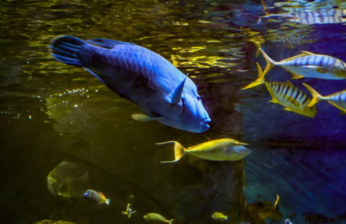 挖机清河道 “捞” 到大鱼！网友：这水质藏不住好生态