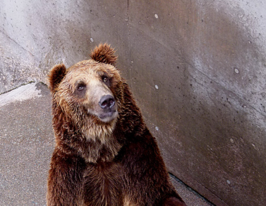 西藏边坝县垃圾场惊现 30 多只藏马熊集体找食，目击者攥紧方向盘不敢下车