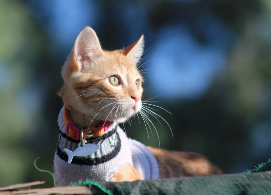 全国首例！男子骗养 20 多只猫后虐杀，已被立案