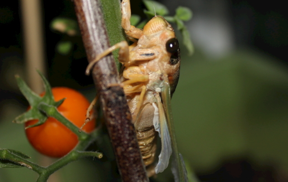 四川会东上万人夜抓金蝉：一晚上能卖几百块，当地说 “根本抓不完”