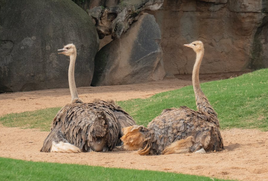 云南大哥骑鸵鸟上路，速度能飙 80 迈！网友：这才是 “真・新能源”