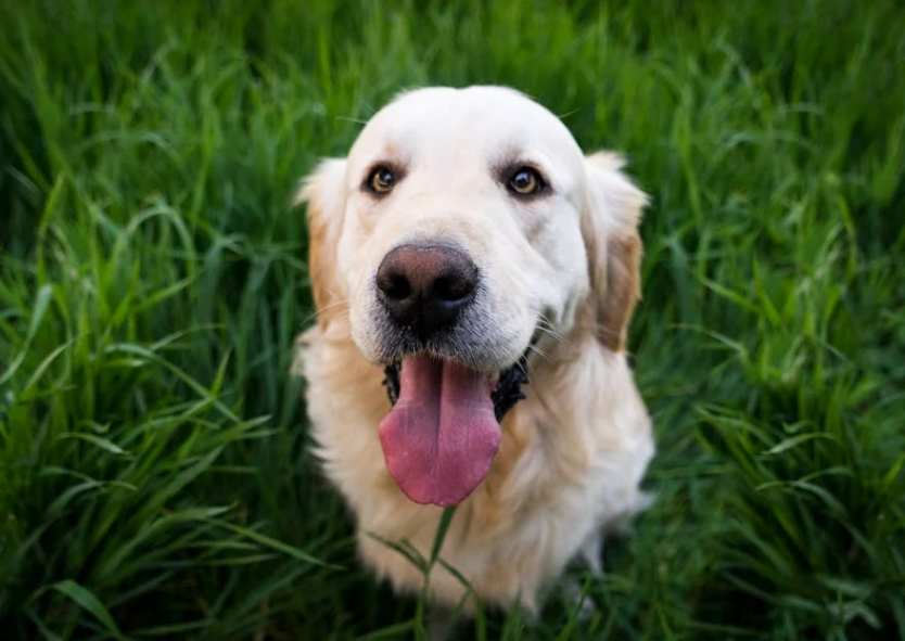 腿伤去医院还被狗 “调侃”？重庆女子遇 “戏精狗”，画面又气又好笑