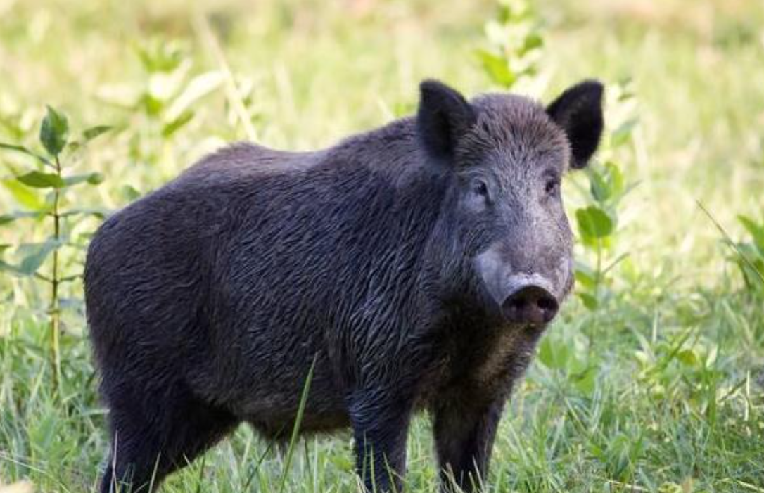 惊险！150 斤野猪撞门闯民宅，屋内还有孩子，多部门联手速处置