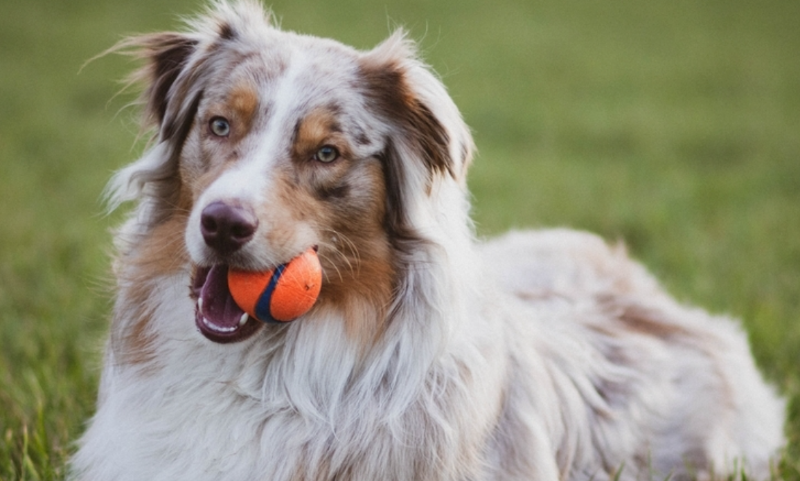 狗追单车差点出意外，主人一巴掌引争议：养宠的责任心去哪了？