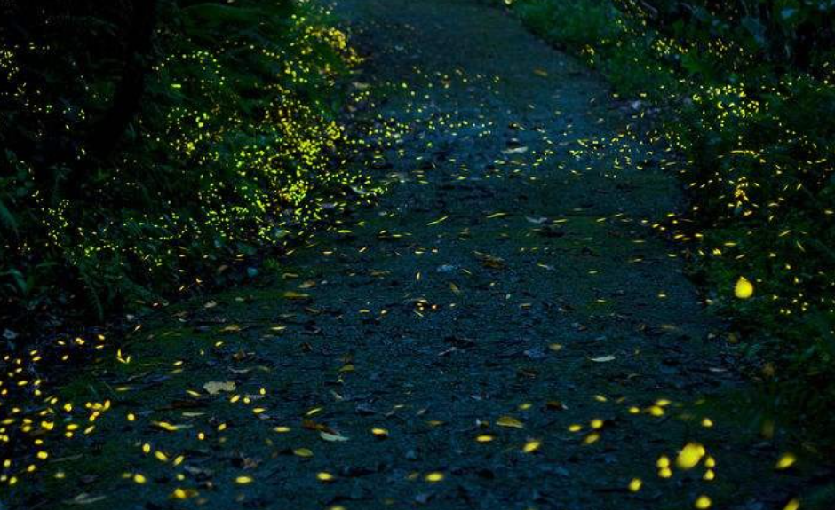 网传萤火虫濒临灭绝，真相到底是什么？